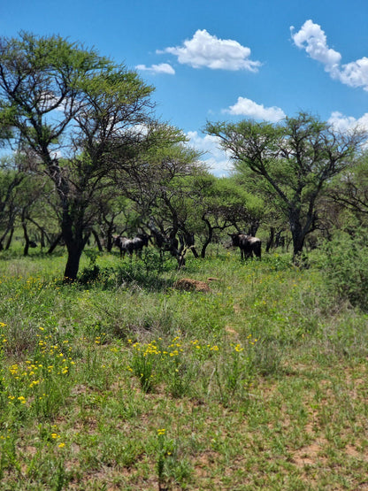  Vaalkop Dam Nature Reserve