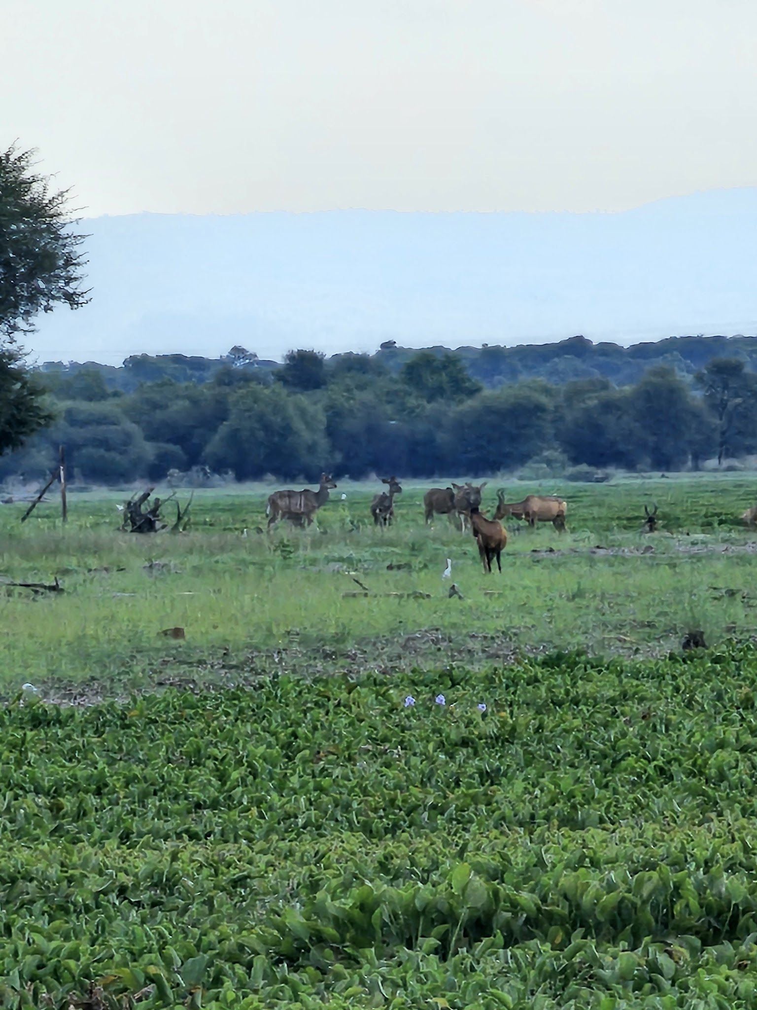  Vaalkop Dam Nature Reserve