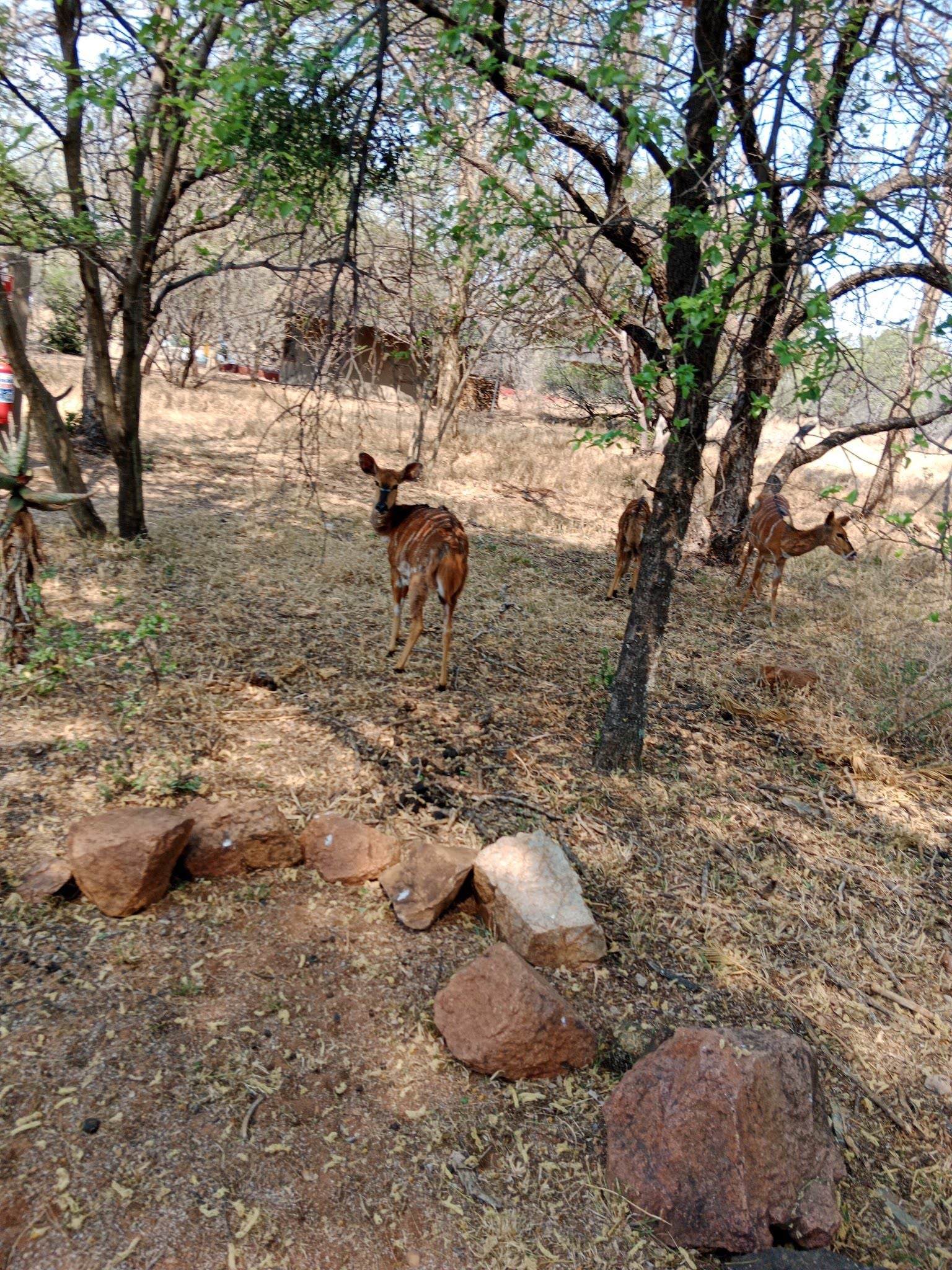  Vaalkop Dam Nature Reserve