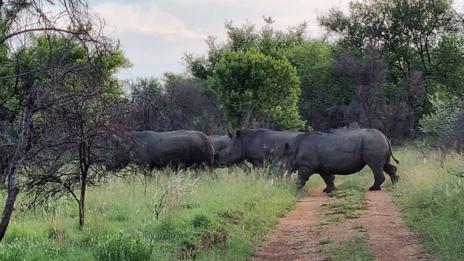  Vaalkop Dam Nature Reserve