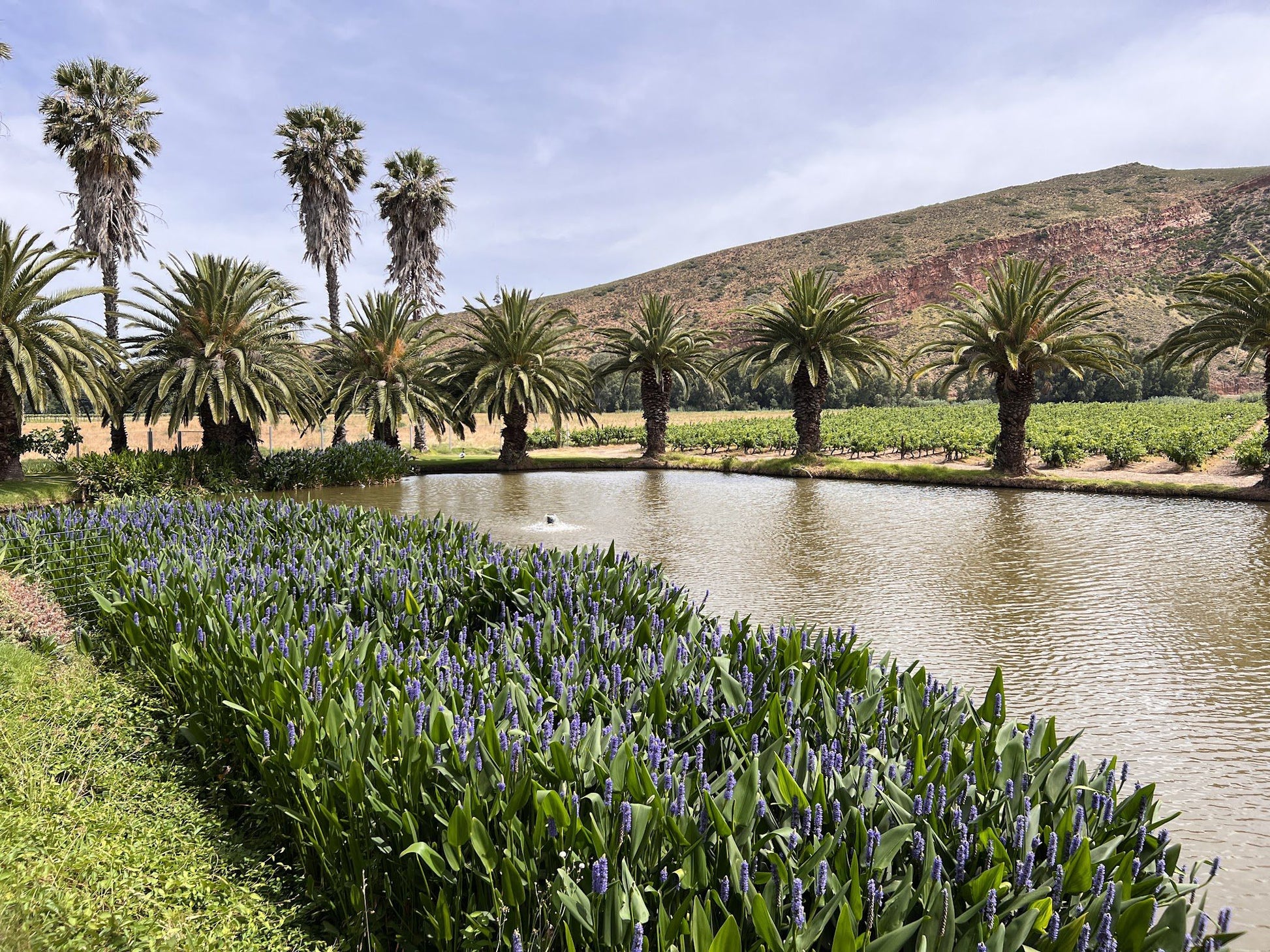  Van Loveren Family Vineyards