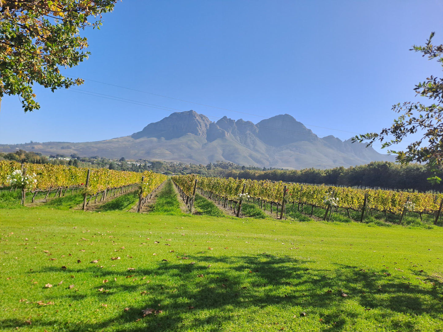  Van Loveren Family Vineyards