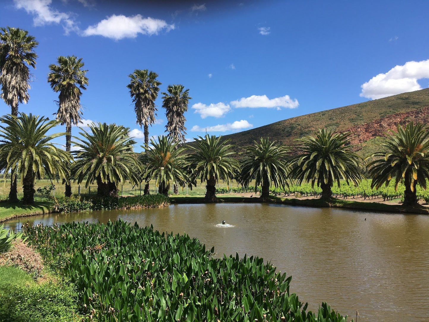  Van Loveren Family Vineyards