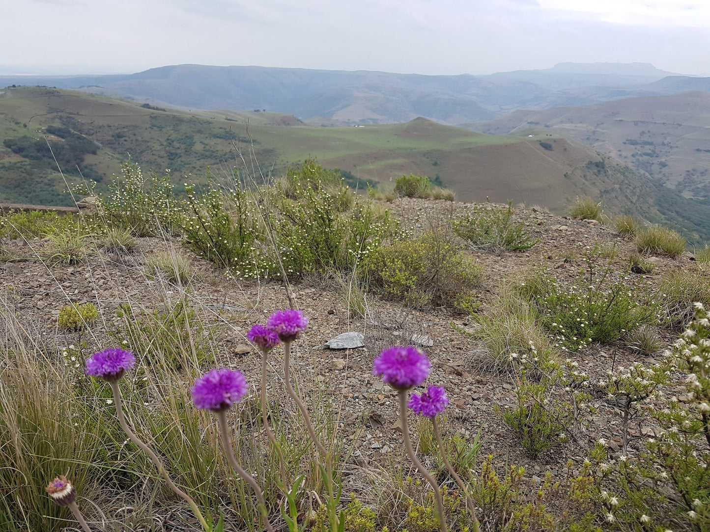 Van Reenen's Pass