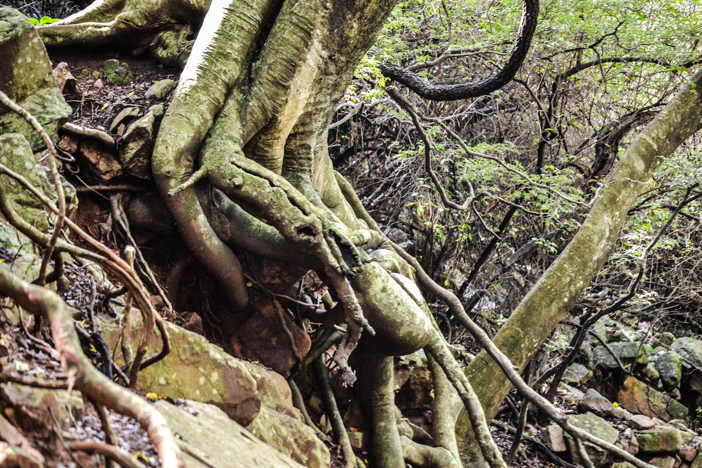  Vergenoeg Nature Reserve & Hiking Trail