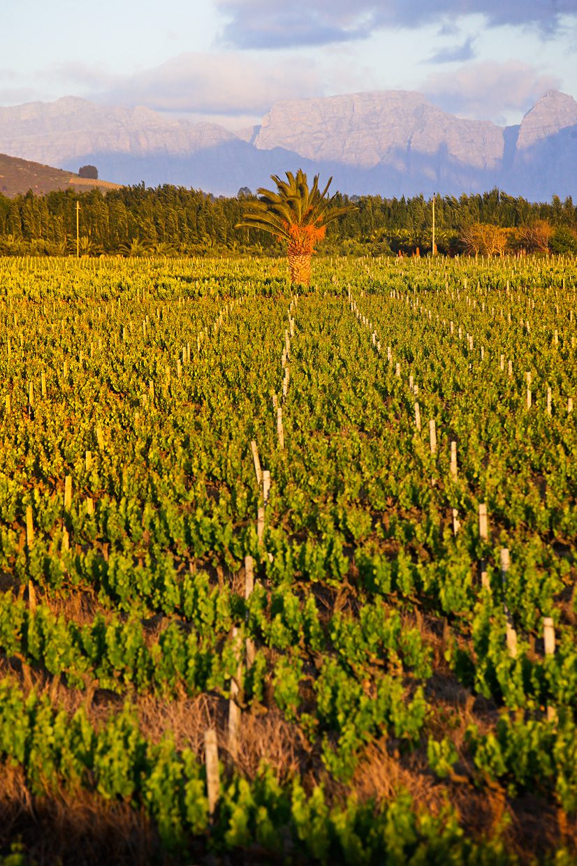  Villiera Wines