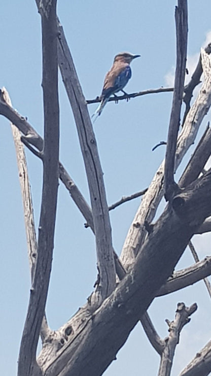  Vogelfontien Bird Hide