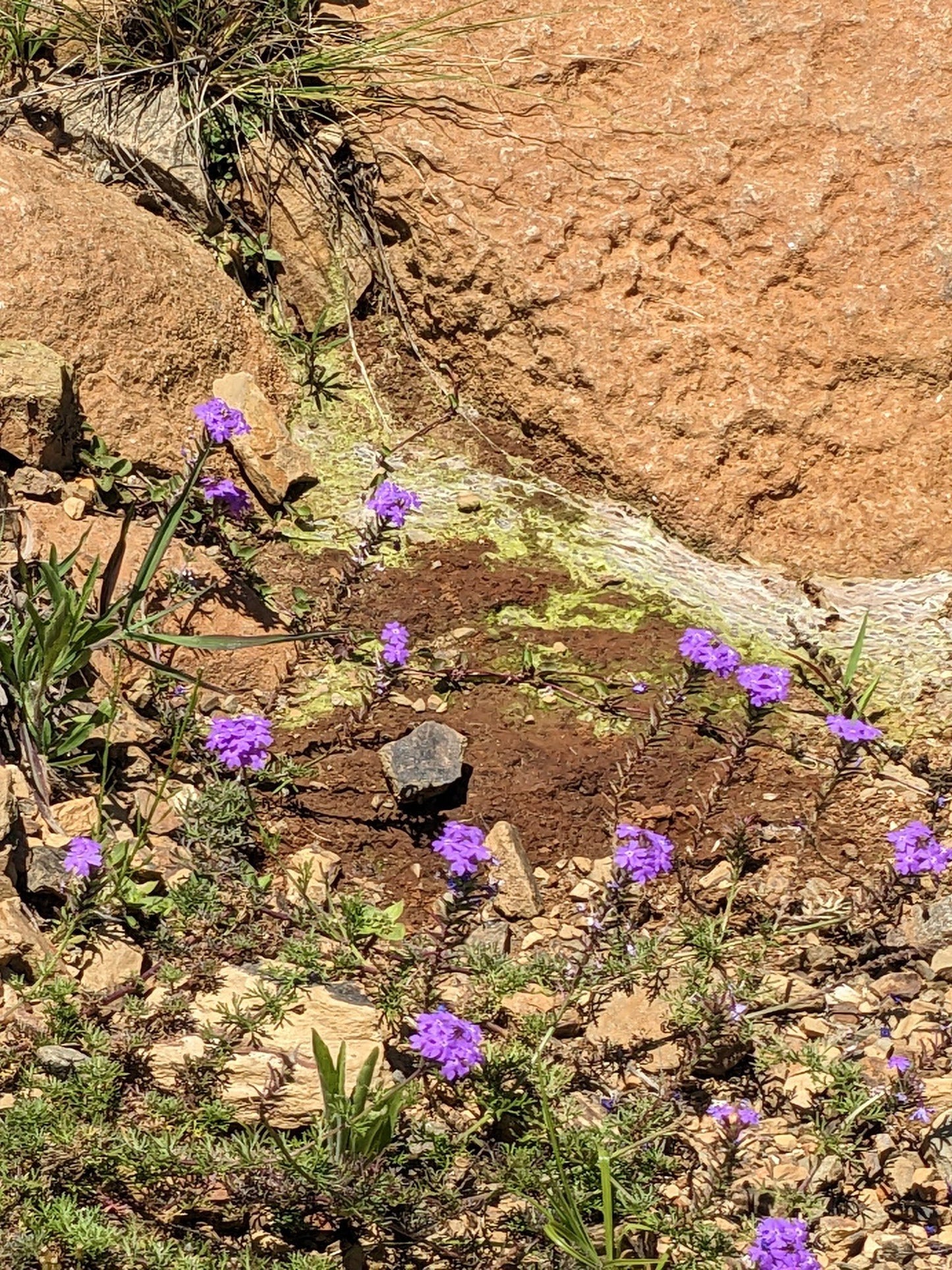  Vryheid Hill Nature Reserve