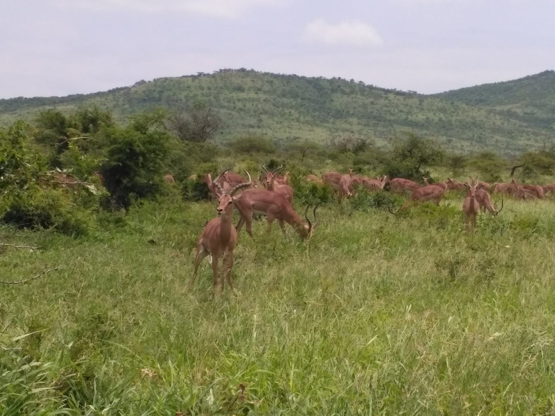  Vryheid Hill Nature Reserve