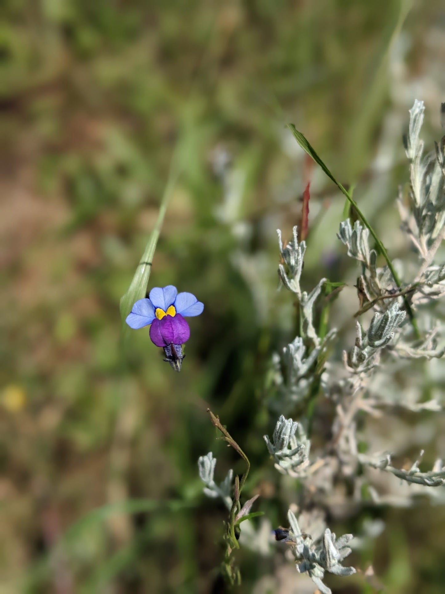  Vryheid Hill Nature Reserve