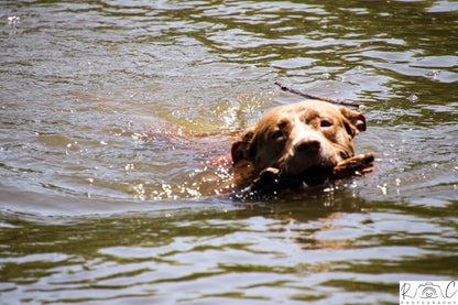  Walkhaven Dog Park