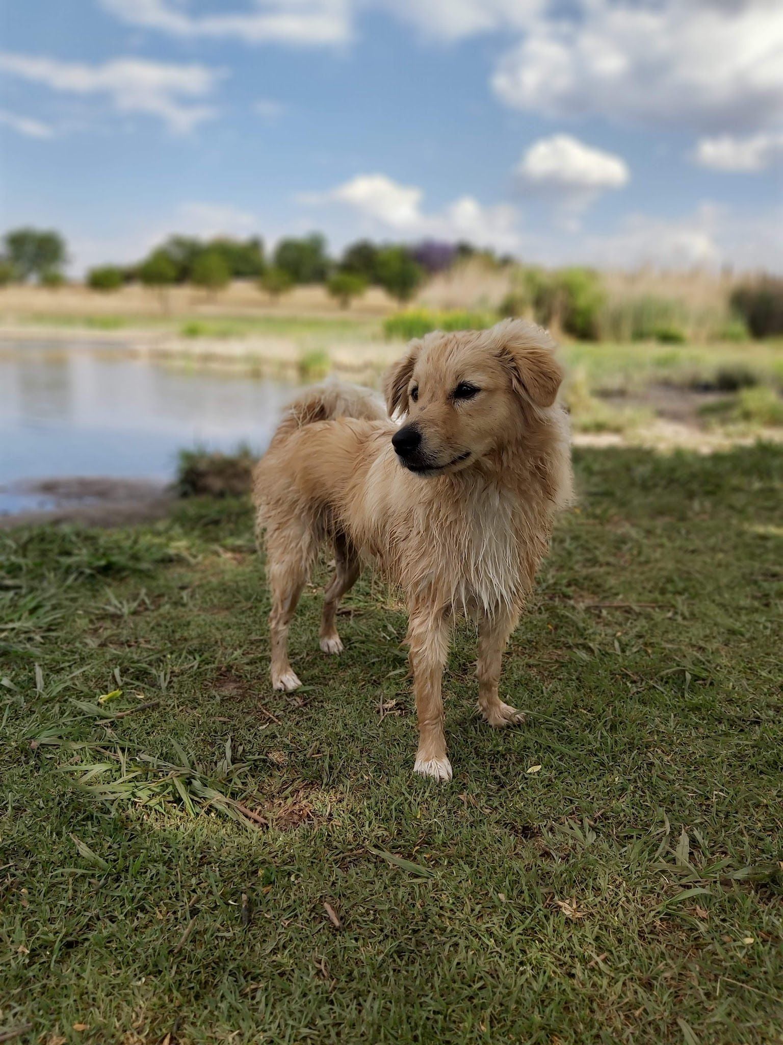  Walkhaven Dog Park