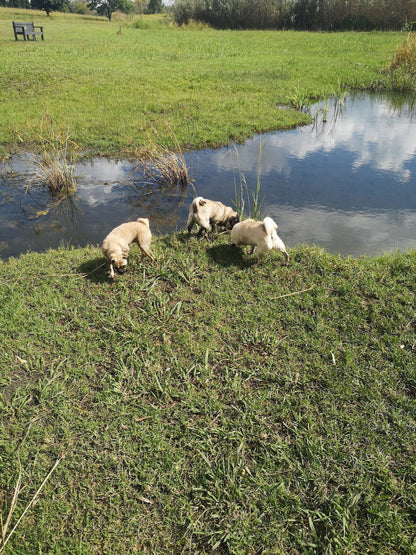  Walkhaven Dog Park