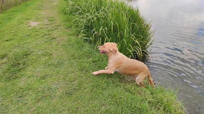  Walkhaven Dog Park