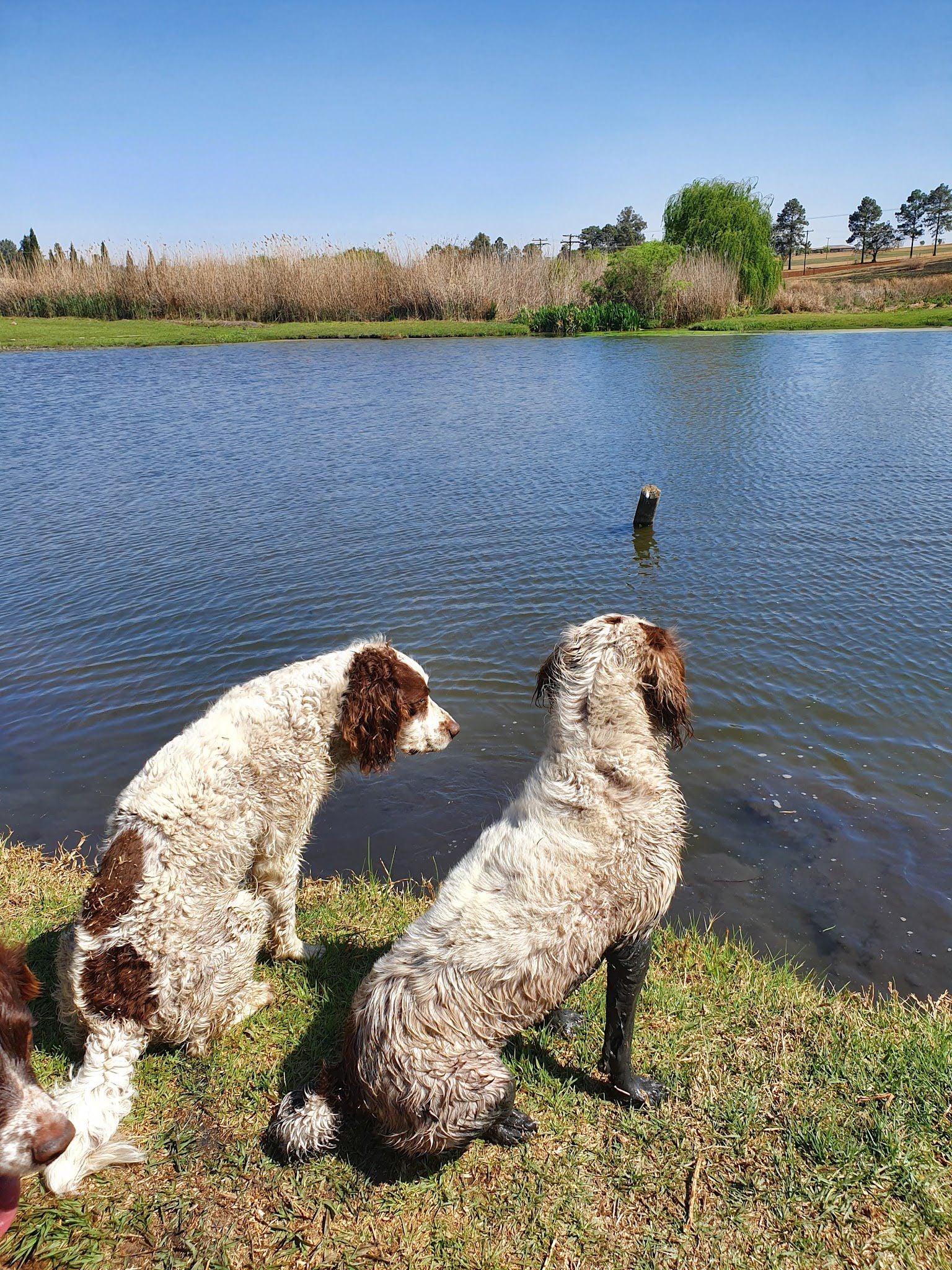  Walkhaven Dog Park