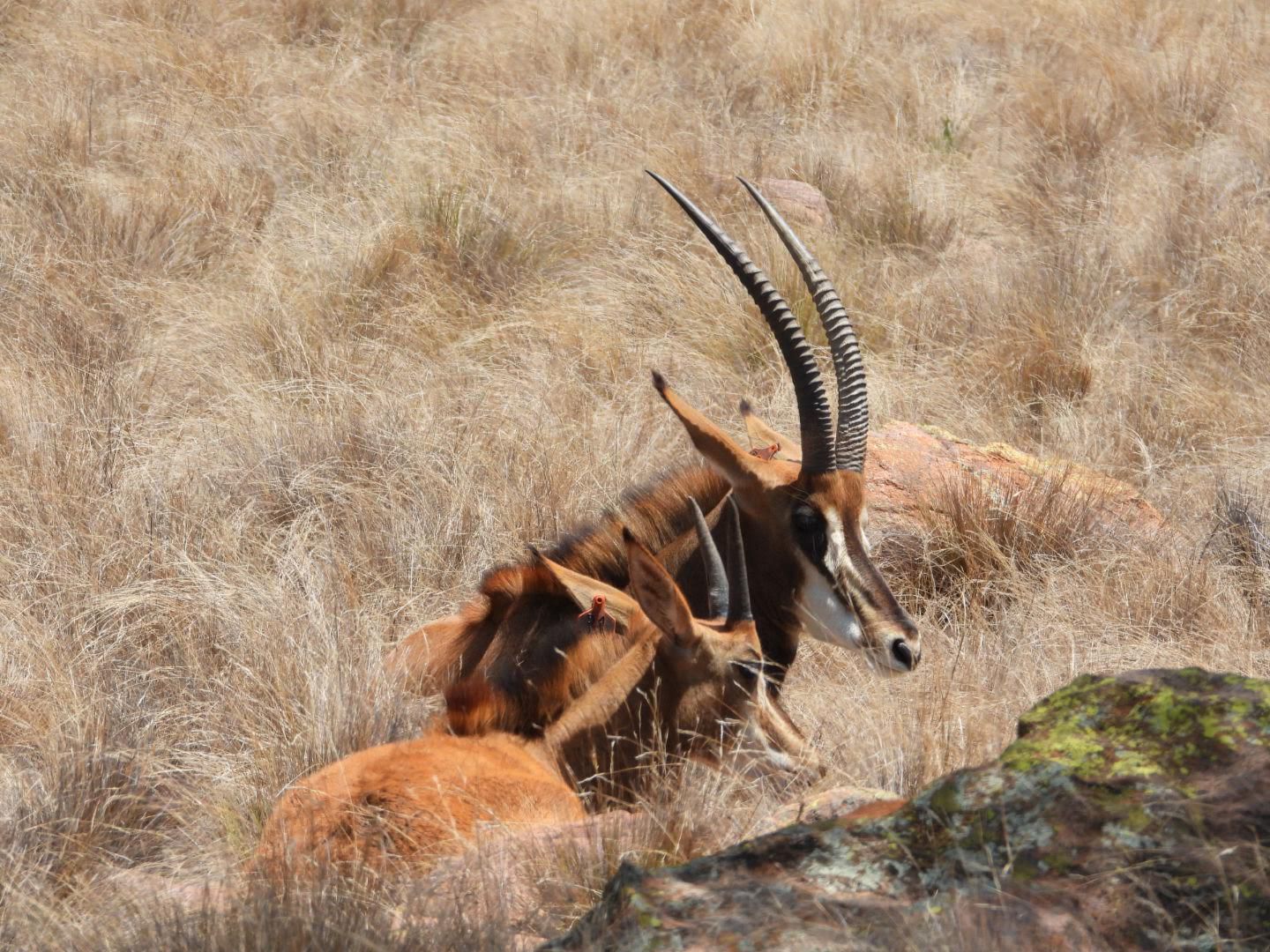 Waterberg Biosphere