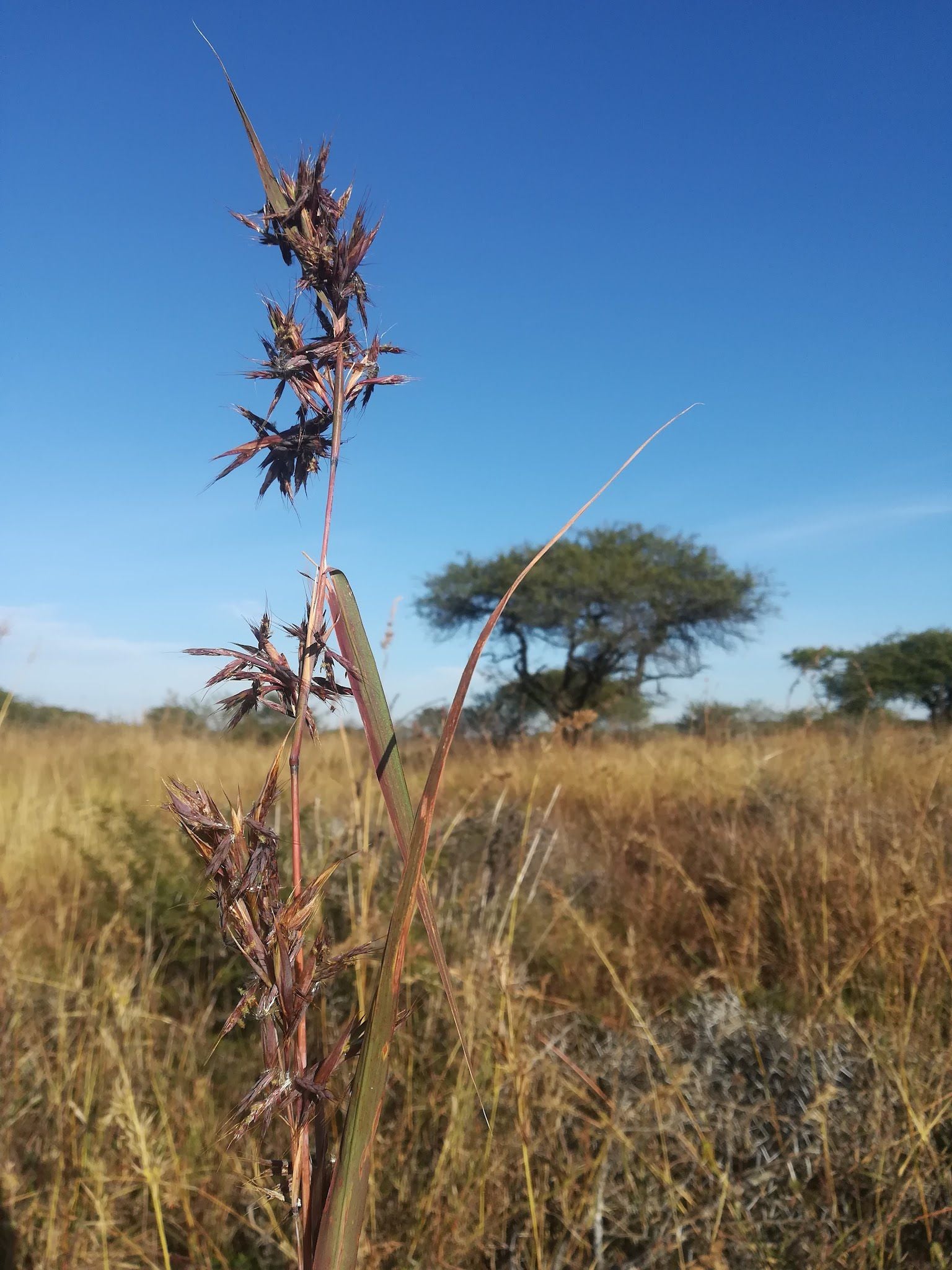  Weenen Nature Reserve