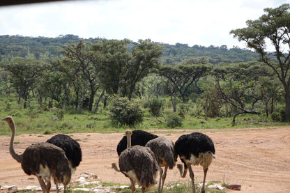  Welgevonden Game Reserve