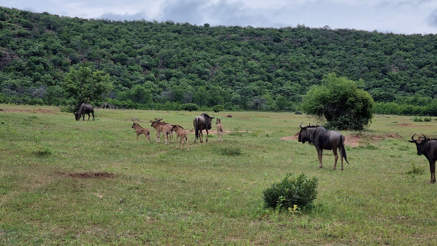  Welgevonden Game Reserve