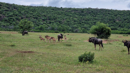  Welgevonden Game Reserve