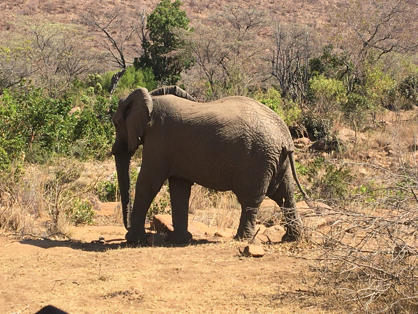  Welgevonden Game Reserve