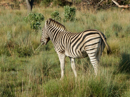  Welgevonden Game Reserve