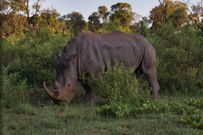  Welgevonden Game Reserve