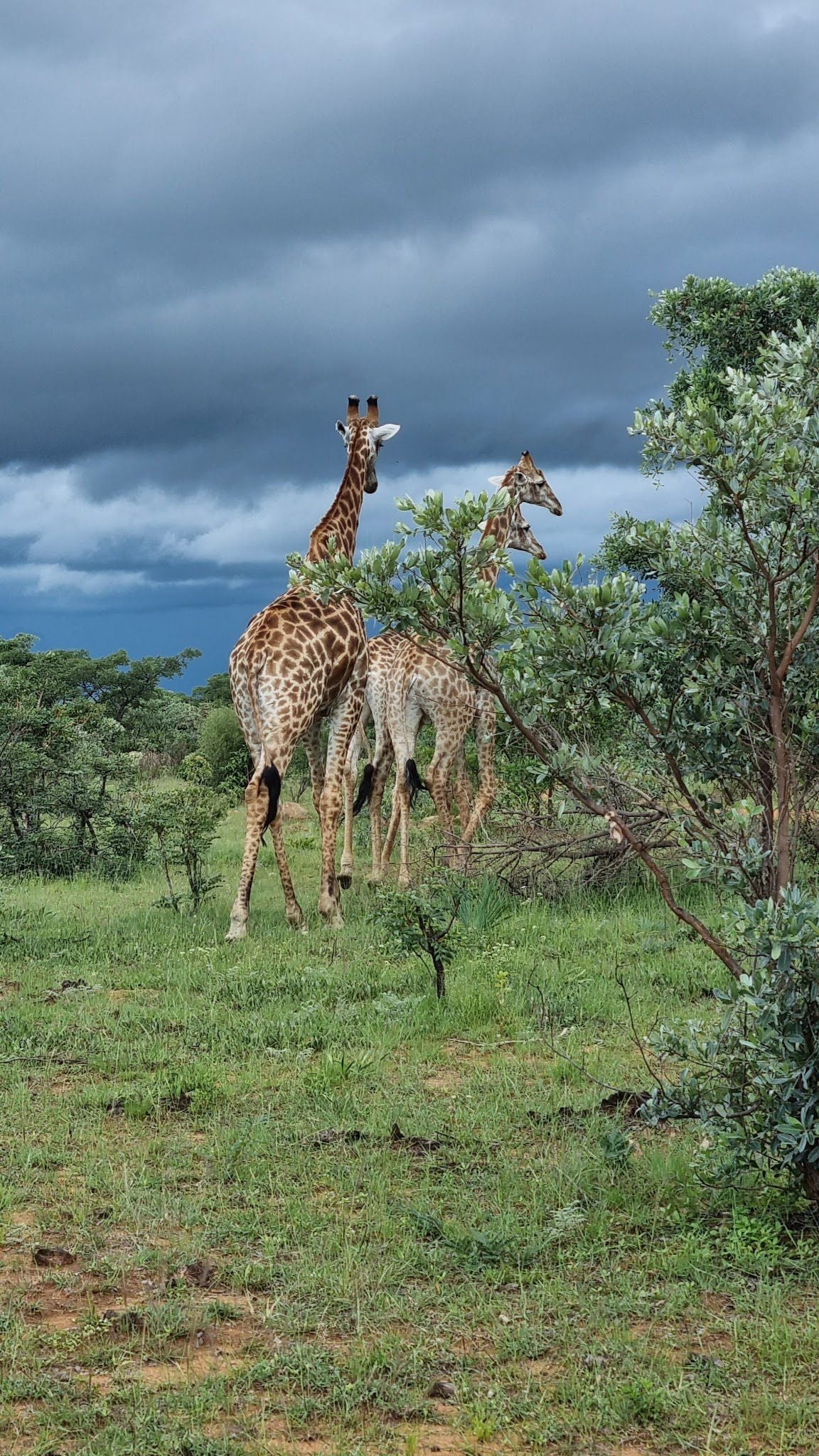  Welgevonden Game Reserve