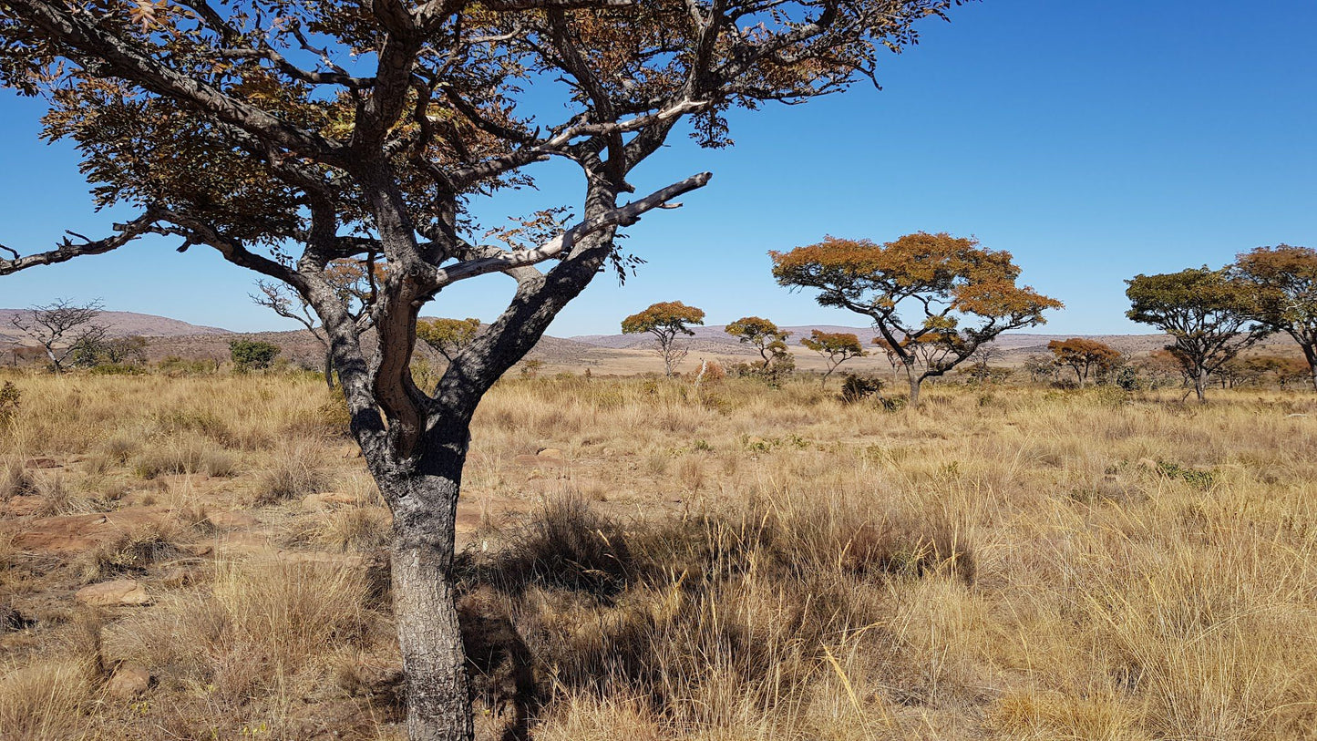  Welgevonden Game Reserve