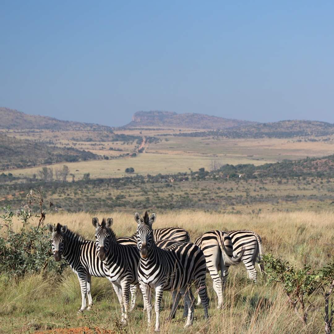  Welgevonden Game Reserve