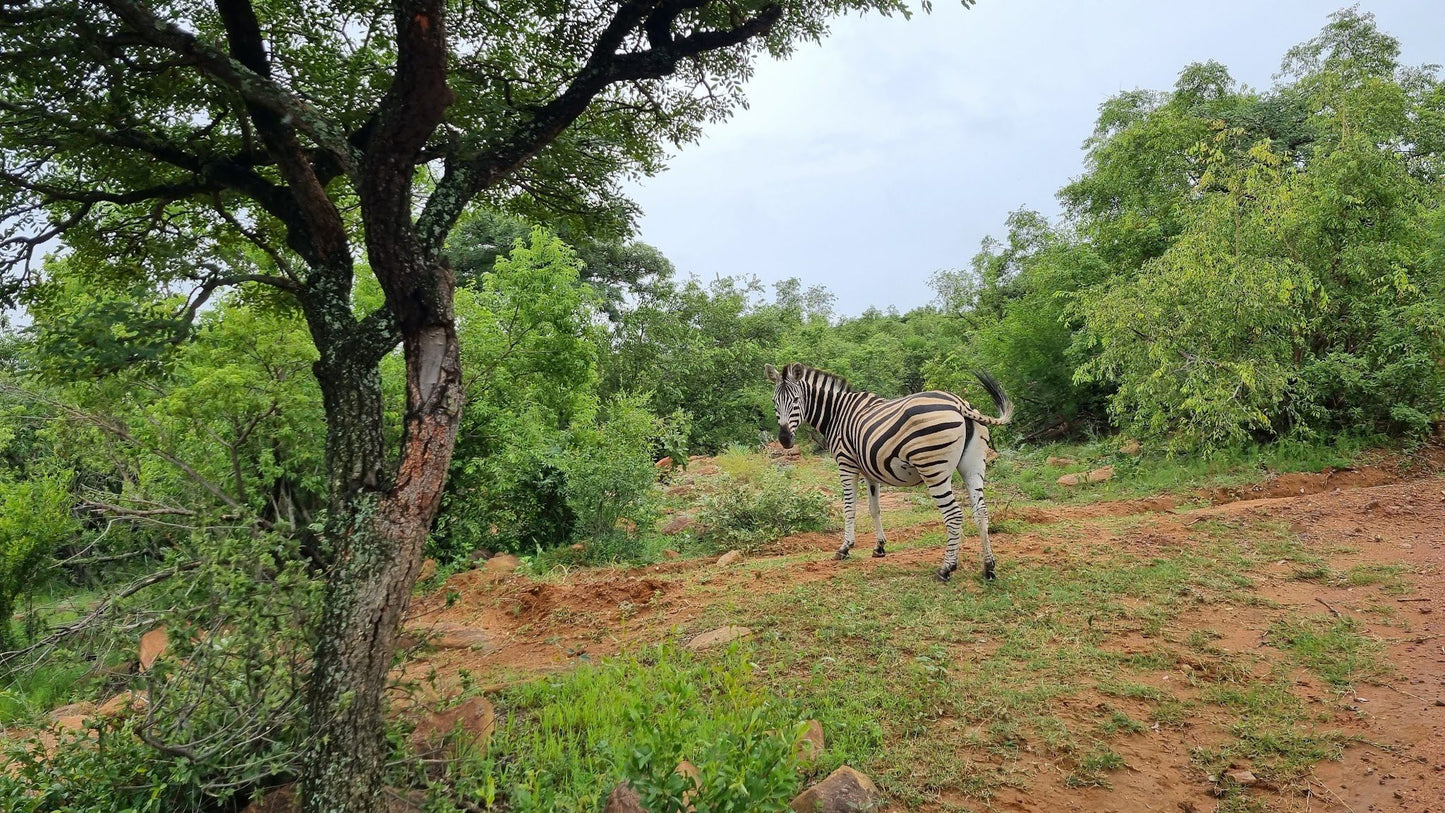  Welgevonden Game Reserve