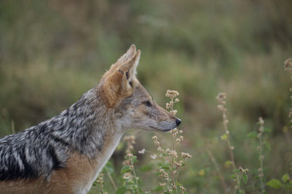  Welgevonden Game Reserve