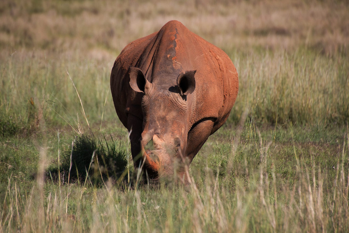  Welgevonden Game Reserve