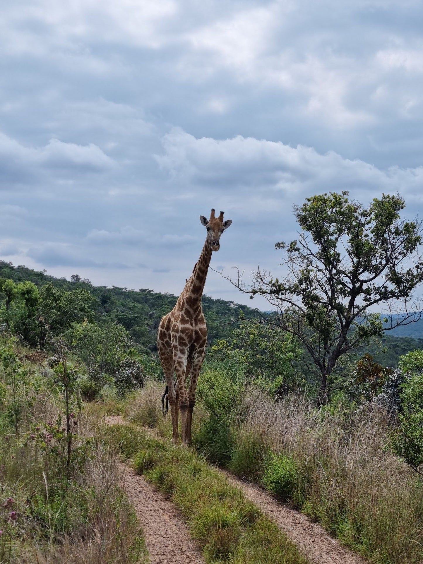  Welgevonden Game Reserve