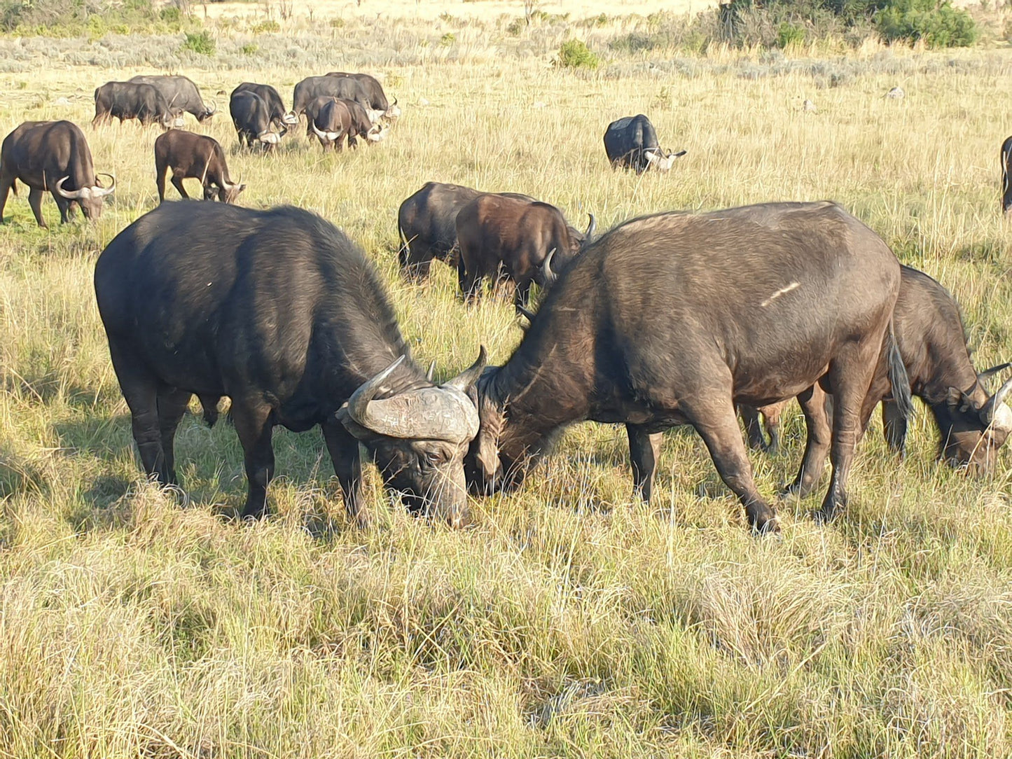  Welgevonden Game Reserve