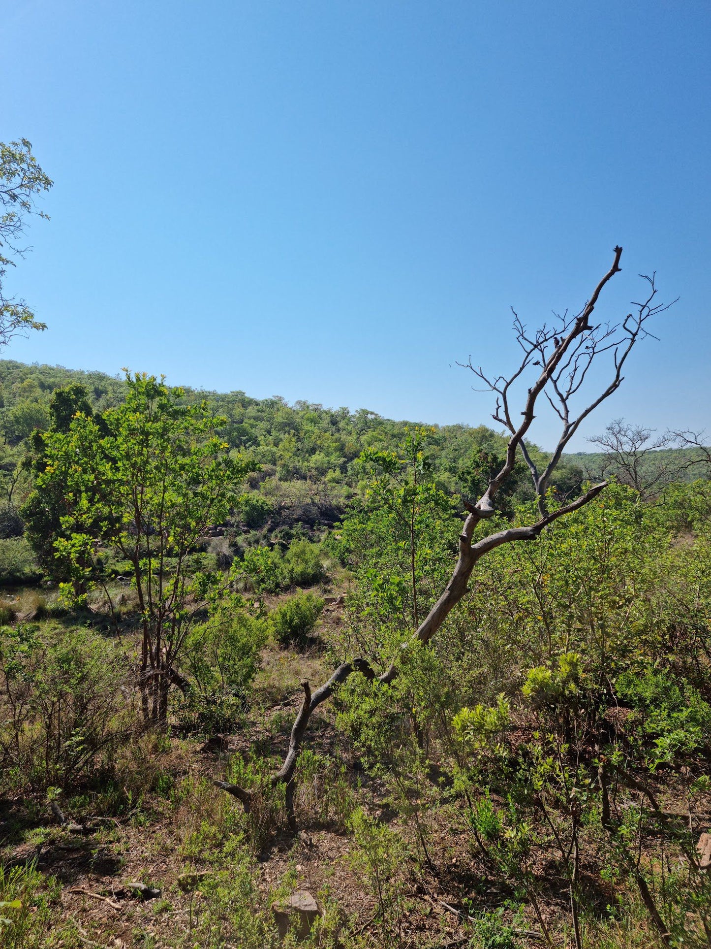  Welgevonden Game Reserve