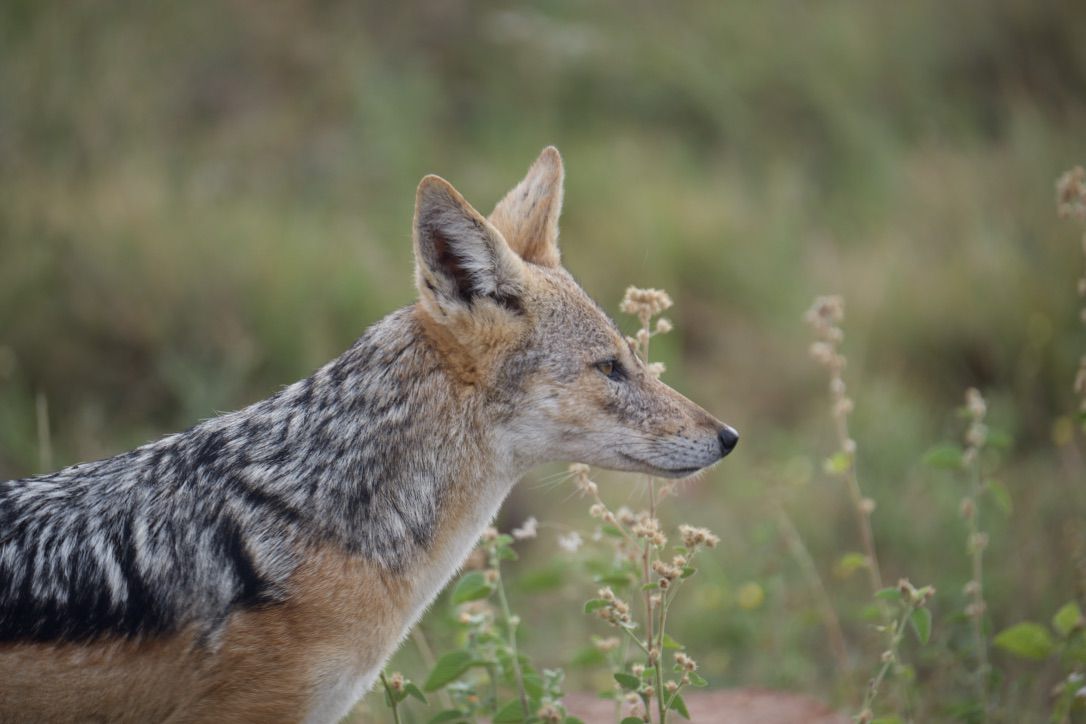  Welgevonden Game Reserve