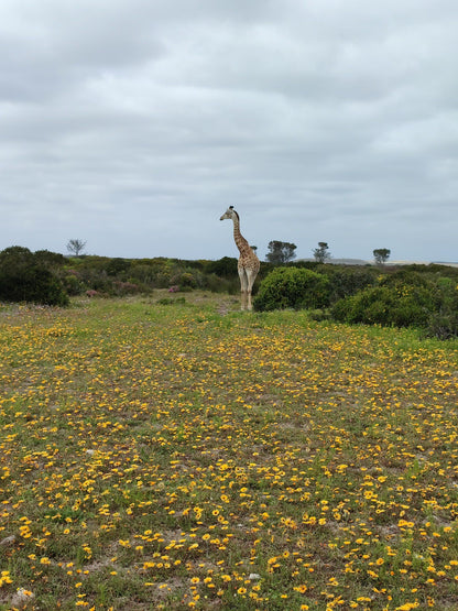  West Coast National Park Marine Protected Area