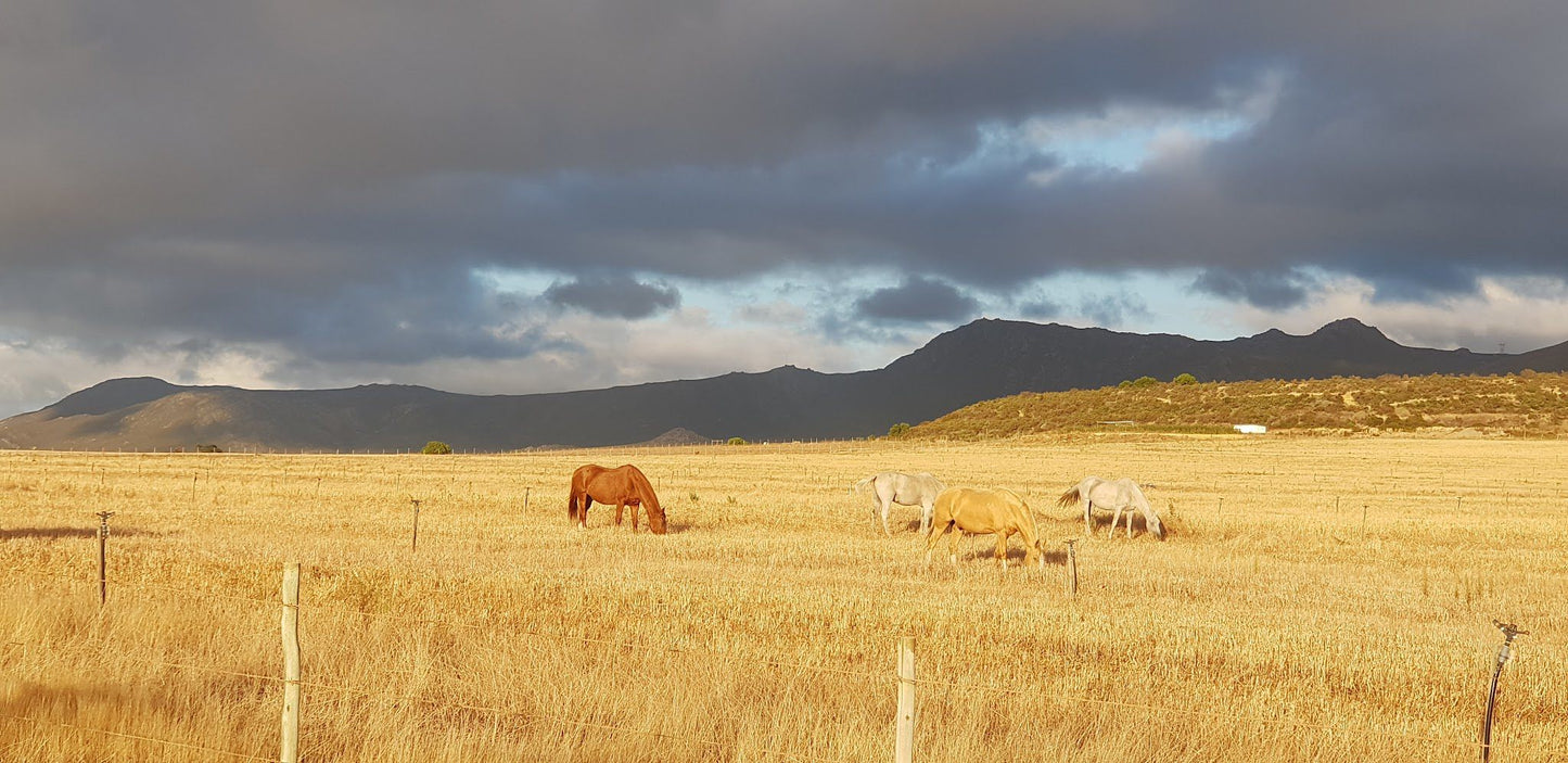  Wildekrans Wine Estate