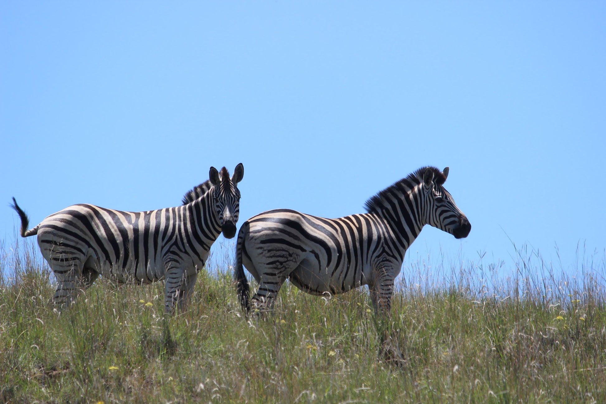  Willem Pretorius Game Reserve