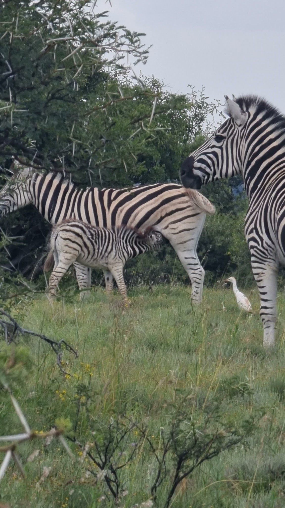  Willem Pretorius Game Reserve