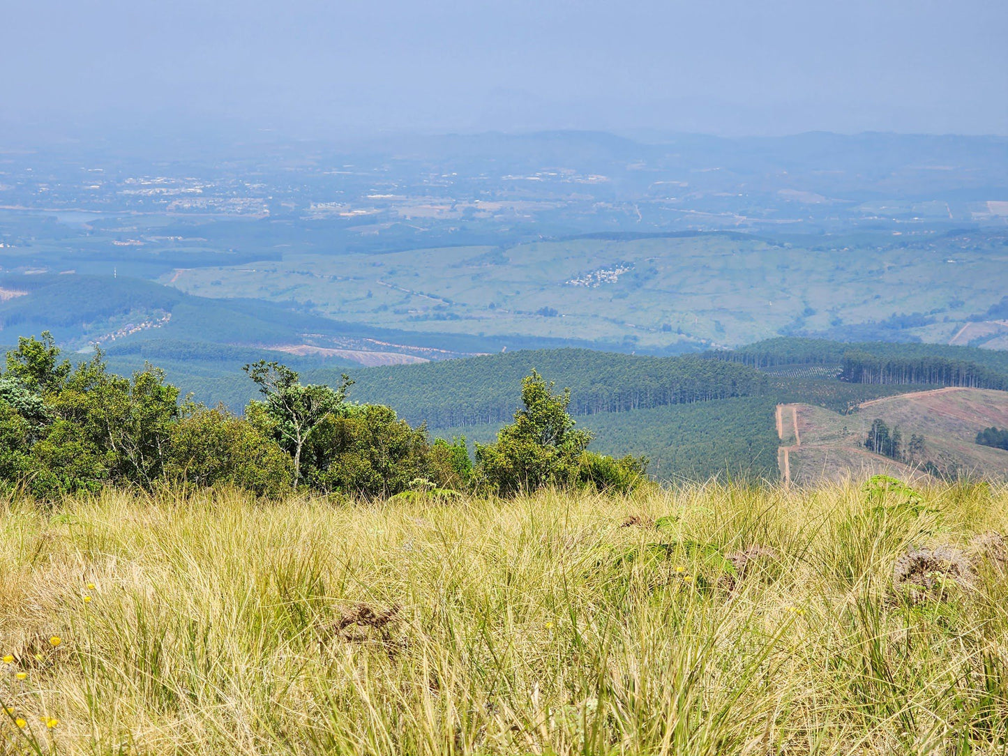  Woodbush Forest Reserve