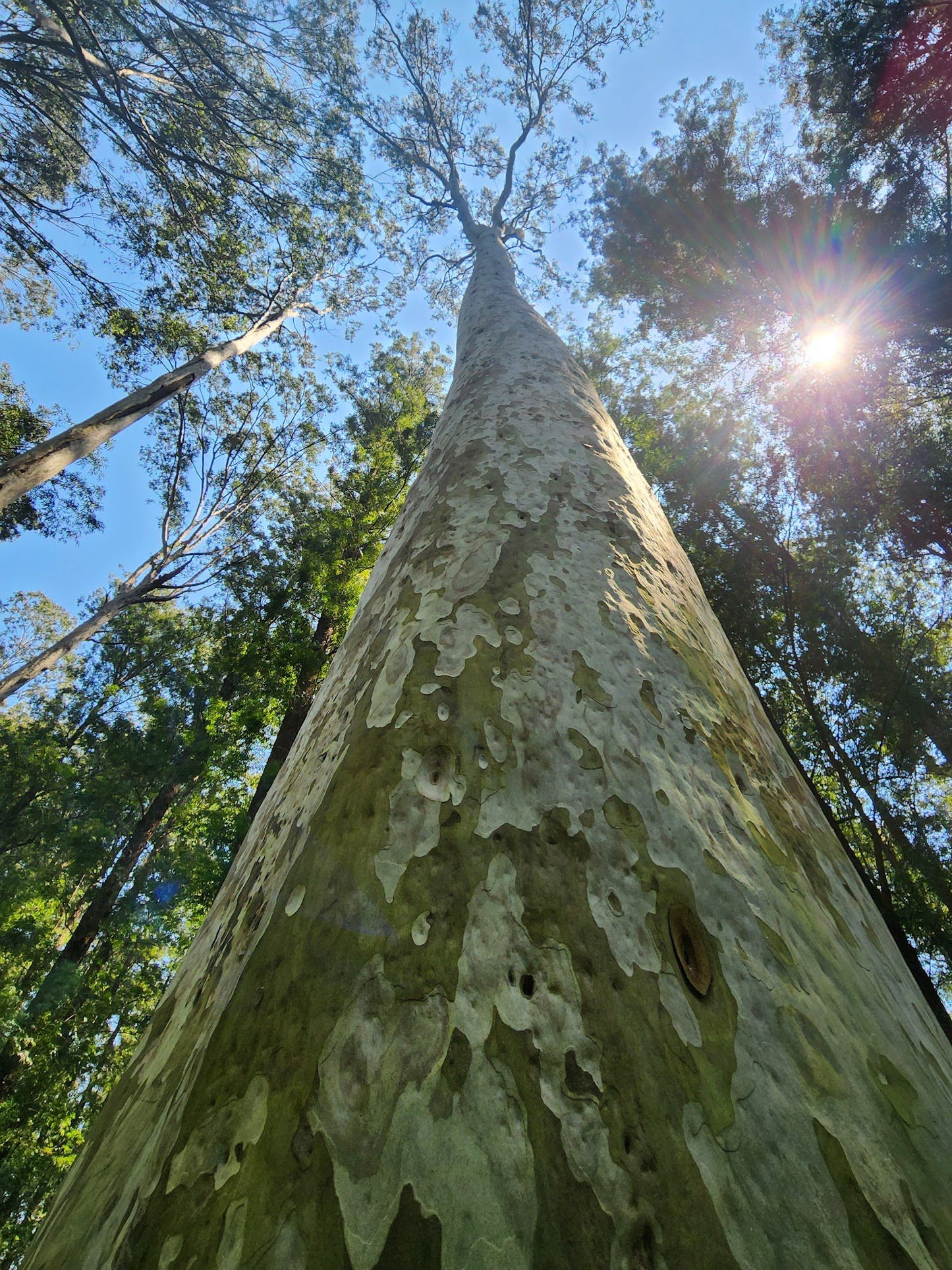  Woodbush Forest Reserve