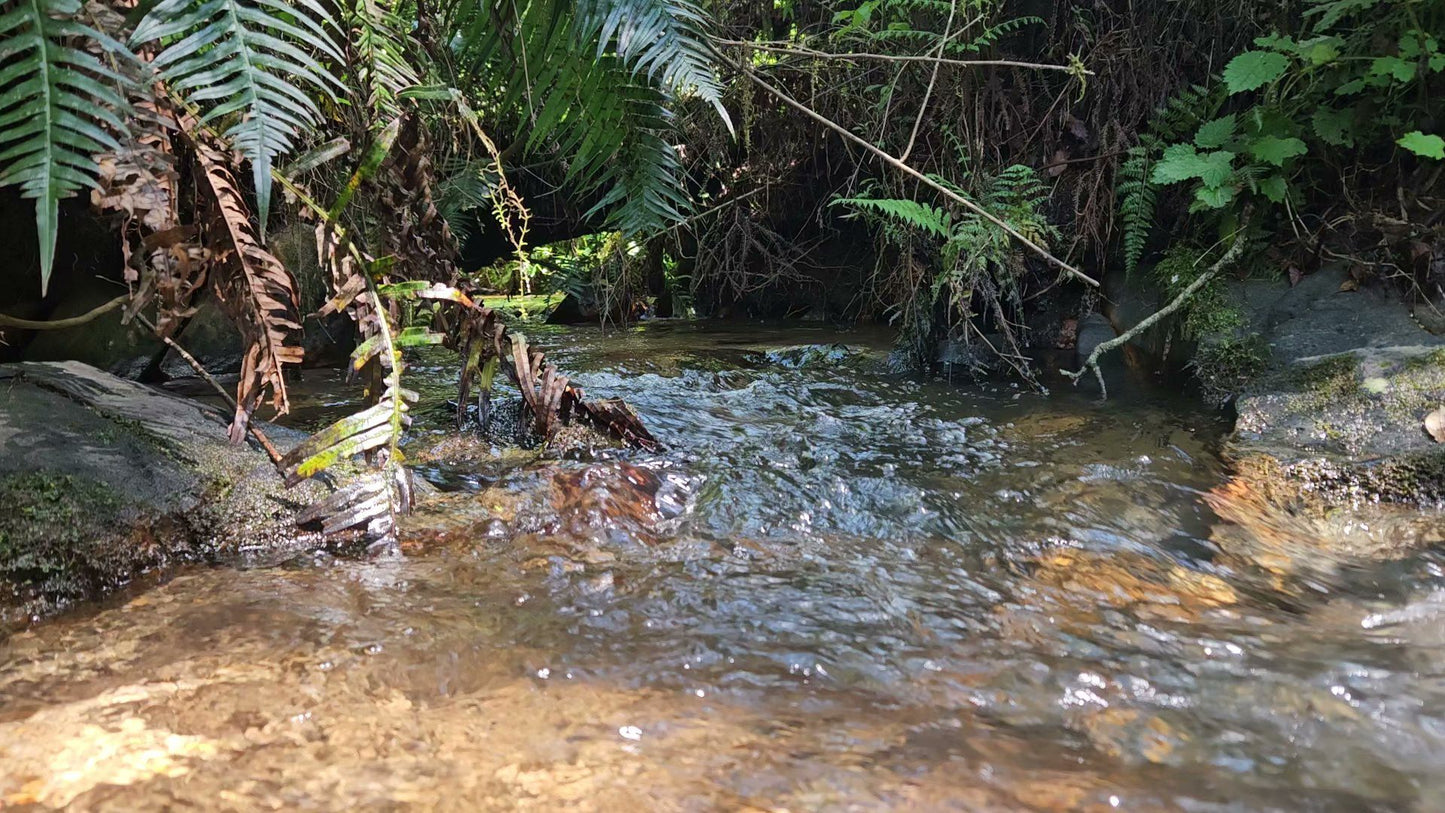  Woodbush Forest Reserve