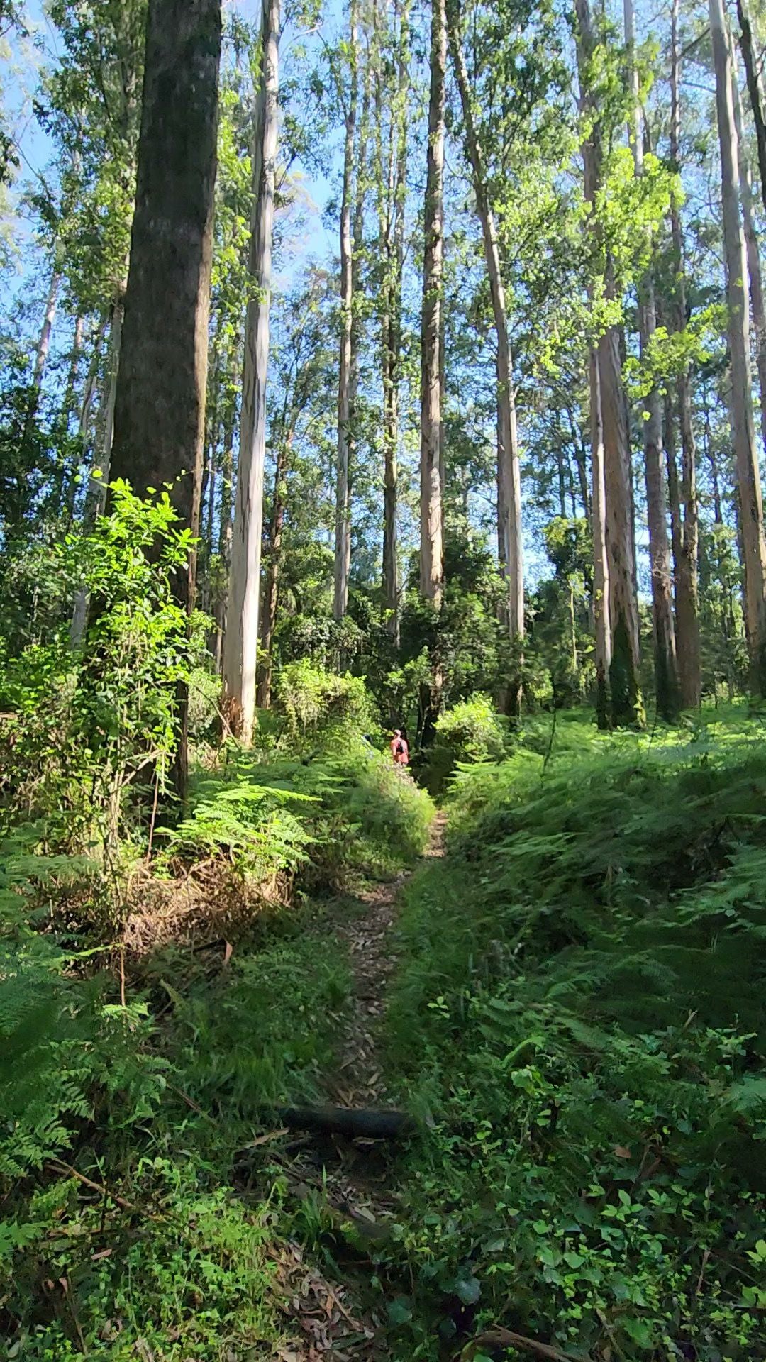  Woodbush Forest Reserve