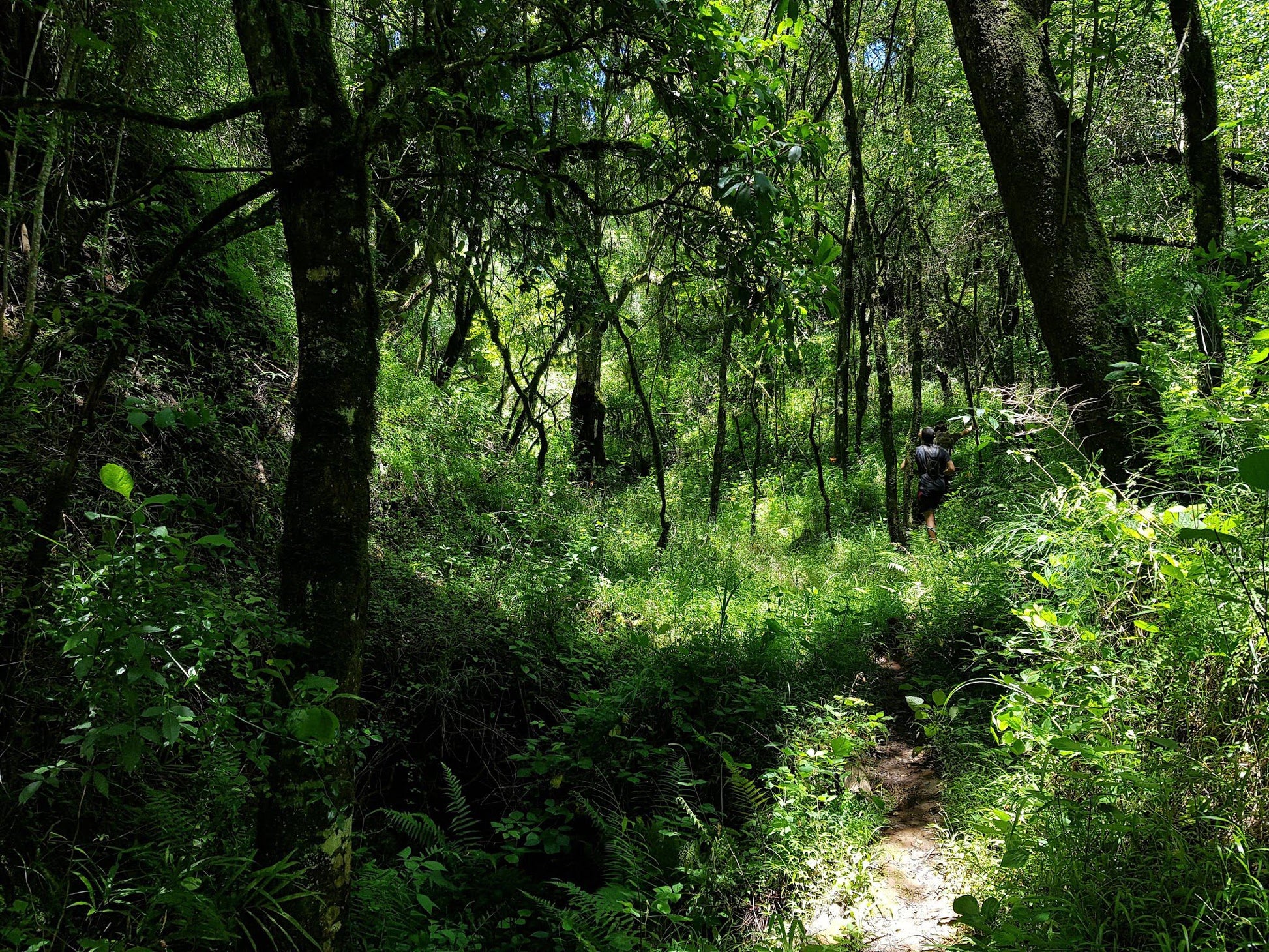  Woodbush Forest Reserve