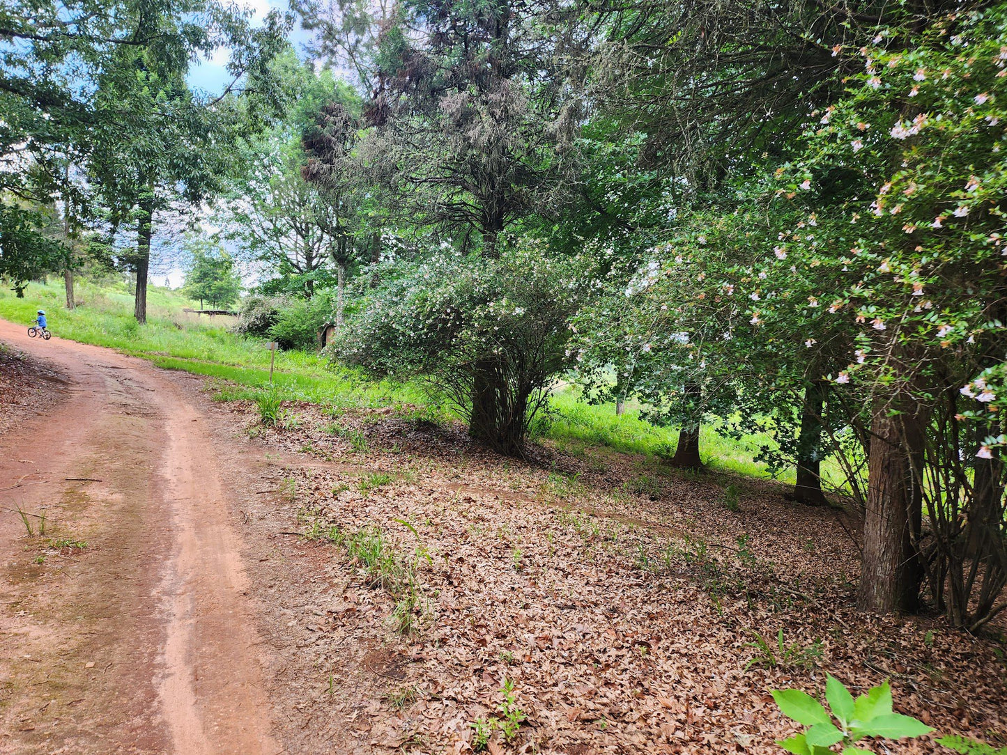  Woodbush Forest Reserve