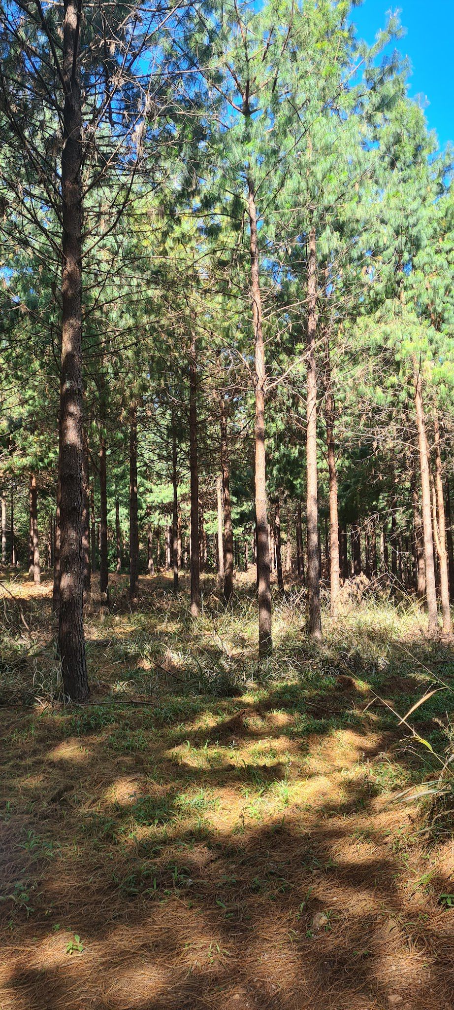  Woodbush Hut