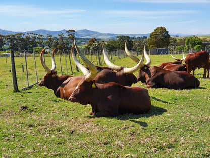  Yonder Hill Wines