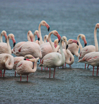  Zeekoevlei Nature Reserve